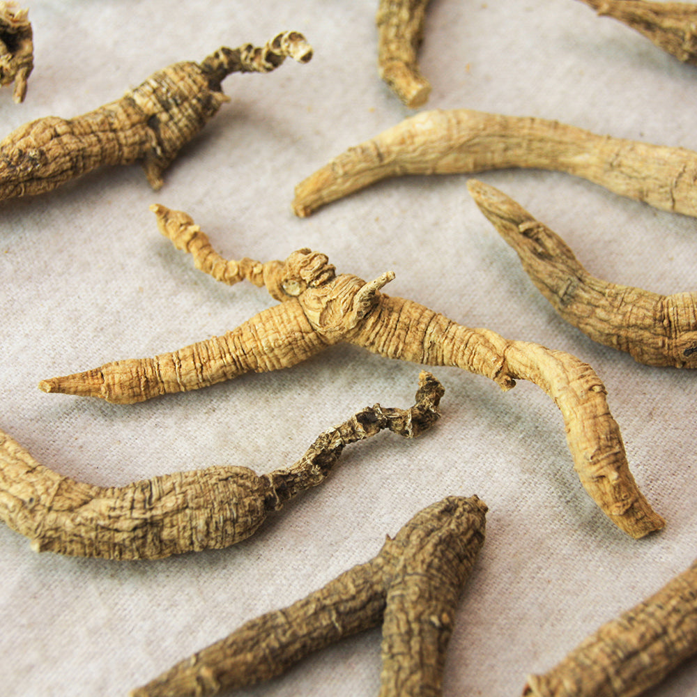 【许氏全球购】野生花旗参长形大号2盎司